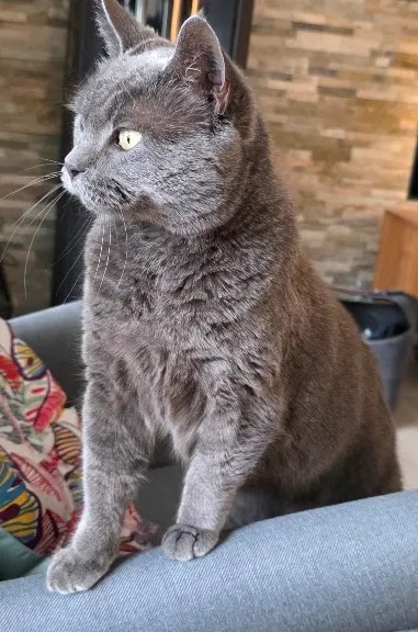 Naja, a gray cat, sitting by a brick wall and looking to the side.